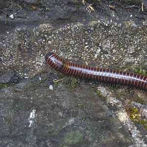 Millipede