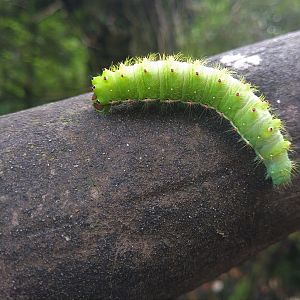 Catarpillar