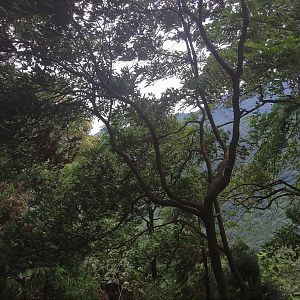 Foliage, Mount  Emei