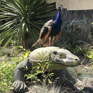 Peacock on a Komodo Dragon