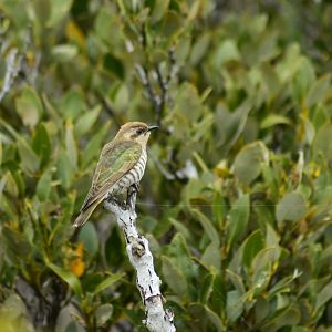 Horsfield's Bronze Cuckoo, Chrysococcyx basalis