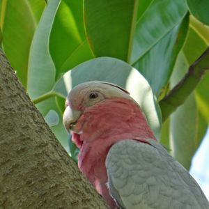 Galah