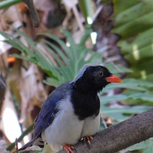 Red Billed Blue Magpie