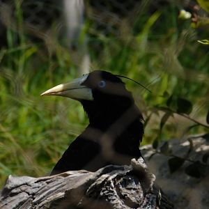 Crested Oropendola