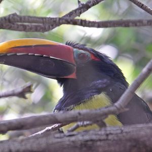 Green Aracari