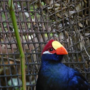 Violet Turaco