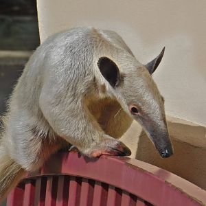 Tamandua