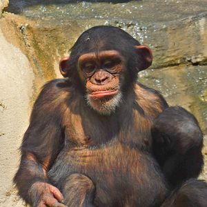 Chimpanzee