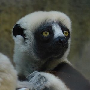 Coquerel’s Sifaka