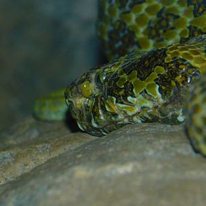 Mangshan Pitviper