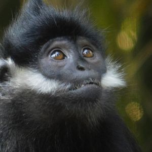 Francois’ Langur