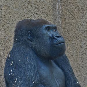 Western Lowland Gorilla