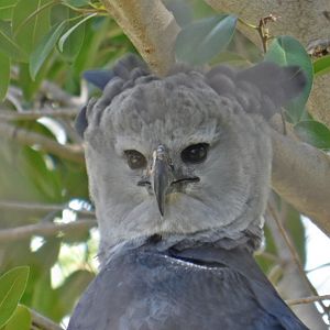 Harpy Eagle