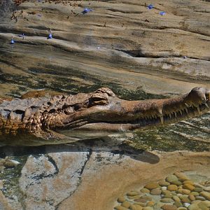 False Gharial