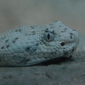 Southwest Speckled Rattlesnake
