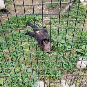 Lehigh Valley - Gemma the Fisher