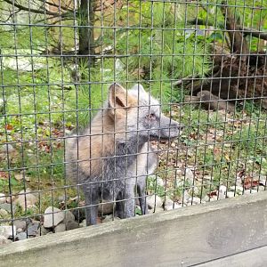 Lehigh Valley - Louie the Gray Fox