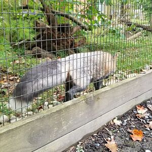 Lehigh Valley - Louie the Gray Fox