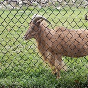 Lehigh Valley - Aoudad