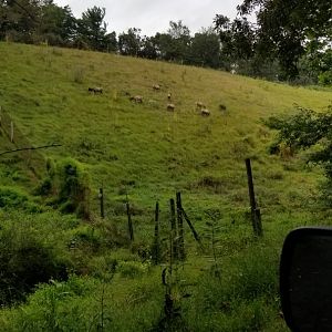 Lehigh Valley - Elk herd