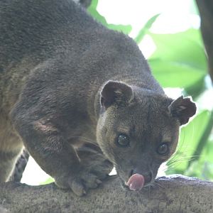 Fossa