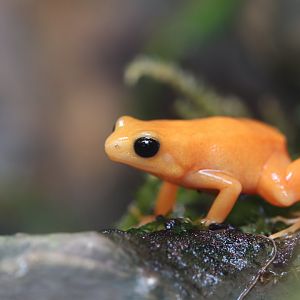 Golden Mantella