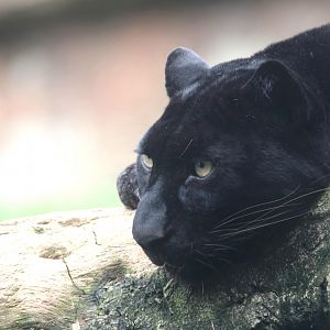 Black leopard