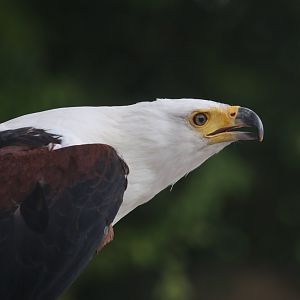 African fish eagle