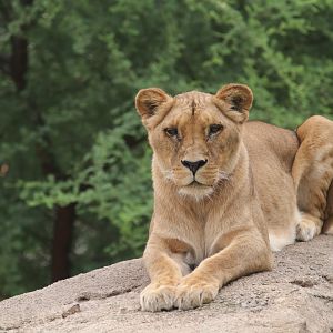 African lion