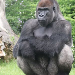 Silverback, lowland gorilla