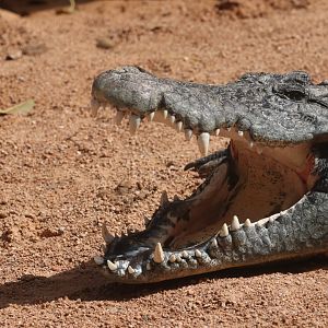 Nile crocodile