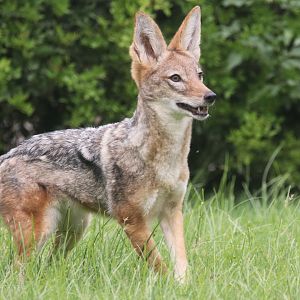 Black-backed jackal