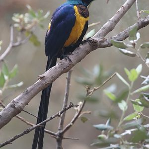 Golden-breasted starling