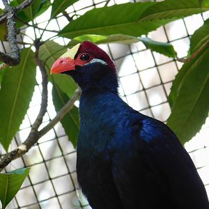 Violet Turaco
