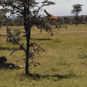 Cheetah resting with Reticulated giraffe in background
