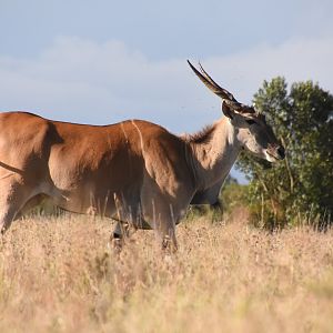 East African eland