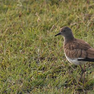 Black-winged lapwing
