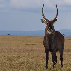 Defassa waterbuck