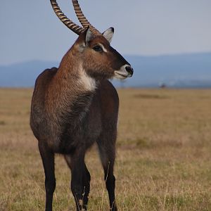 Defassa waterbuck