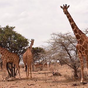 Reticulated giraffes