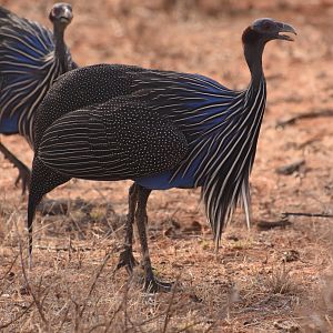 Vulturine guineafowl