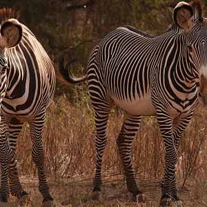 Grevy zebra