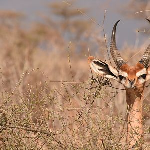 Southern gerenuk