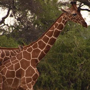 Reticulated giraffe