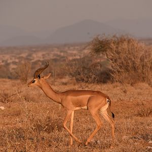 Southern gerenuk