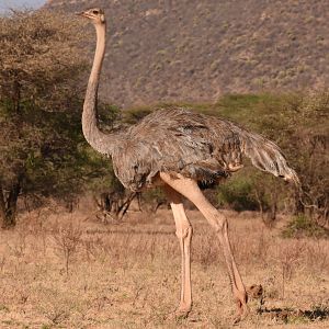 Somali ostrich female