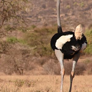 Somali ostrich male