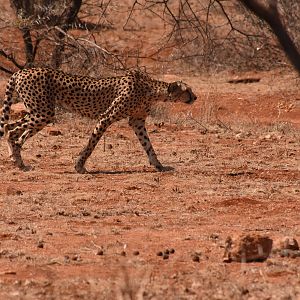Cheetah mother on the hunt