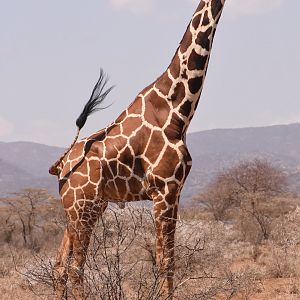 Reticulated giraffe bull