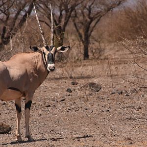 Beisa oryx ssp. gallarum